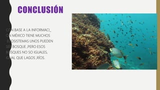 CONCLUSIÓN
CON BASE A LA INFORMACI_
ON MÉXICO TIENE MUCHOS
ECOSISTEMAS UNOS PUEDEN
SER BOSQUE ,PERO ESOS
BOSQUES NO SO IGUALES,
IGUAL QUE LAGOS ,RÍOS.
 