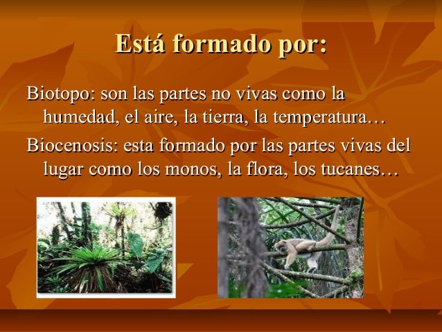 Ecosistema selvático