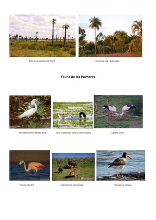 Butia de los palmares de Rocha Acrocomia totai y Butia yatay
Fauna de los Palmares
Garza blanca chica Egretta thula Cisne cuello negro Cygnus melancoryphus Cigüeña común
Flamenco Austral Hydrochoerus hydrochaeris Haematopus palliatus
 