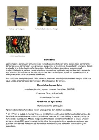 Podiceps major Macá grande Tachybaptus Podicep dominicus Macá gris Chajá
Amblyramphus holosericeus
Humedales
Los humedales constituyen formaciones de tierras bajas inundadas en forma esporádica o permanente,
donde las aguas permanecen poco profundas que permite el crecimiento de vegetación emergente de raíz
arraigada. Una de las funciones fundamentales de los humedales, además de su excepcional
productividad natural, es la de regular el sistema hidrológico y purificarlo, controlar la erosión, apoyar la
vida silvestre, en particular de las aves migratorias, exportar nutrientes orgánicos, proveer pasturas y
albergar especies de fauna de valor económico.
Más conocidos en algunas partes como bañados, existen en nuestro país humedales de agua dulce y de
agua salada, encontrándose los mismos en diferentes zonas del territorio.
Humedales de agua dulce
Humedales del este y lagunas costeras, (humedales RAMSAR)
Esteros de Farrapos (RAMSAR)
Humedales de Carrasco
Humedales de agua salada
Humedales del río Santa Lucía
Aproximadamente los humedales cubren una superficie de 4.000 Km cuadrados.
*- En 1971 en la ciudad de Ramsar (Irán), se firmó la Convención sobre los Humedales (Convención de
RAMSAR), un tratado internacional con la misión de promover la conservación y el uso racional de los
humedales y sus recursos. Más de 150 países firmantes se han comprometido con la causa, Uruguay
adhirió en el año 1981 con el cometido de identificar dentro de su territorio aquellos ecosistemas que
pudieran considerarse humedales de importancia internacional para atender su conservación y uso
sustentable.
 