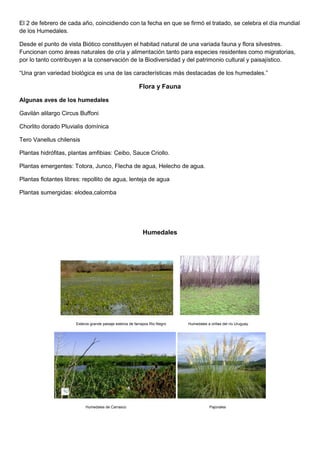 El 2 de febrero de cada año, coincidiendo con la fecha en que se firmó el tratado, se celebra el día mundial
de los Humedales.
Desde el punto de vista Biótico constituyen el habitad natural de una variada fauna y flora silvestres.
Funcionan como áreas naturales de cría y alimentación tanto para especies residentes como migratorias,
por lo tanto contribuyen a la conservación de la Biodiversidad y del patrimonio cultural y paisajístico.
“Una gran variedad biológica es una de las características más destacadas de los humedales.”
Flora y Fauna
Algunas aves de los humedales
Gavilán alilargo Circus Buffoni
Chorlito dorado Pluvialis domínica
Tero Vanellus chilensis
Plantas hidrófitas, plantas amfibias: Ceibo, Sauce Criollo.
Plantas emergentes: Totora, Junco, Flecha de agua, Helecho de agua.
Plantas flotantes libres: repollito de agua, lenteja de agua
Plantas sumergidas: elodea,calomba
Humedales
Esteros grande paisaje esteros de farrapos Rio Negro Humedales a orillas del río Uruguay
Humedales de Carrasco Pajonales
 