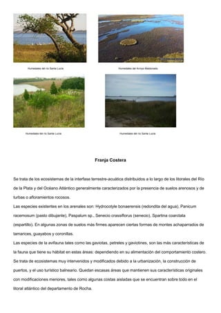 Humedales del río Santa Lucía Humedales del Arroyo Maldonado
Humedales del río Santa Lucía Humedales del río Santa Lucía
Franja Costera
Se trata de los ecosistemas de la interfase terrestre-acuática distribuidos a lo largo de los litorales del Río
de la Plata y del Océano Atlántico generalmente caracterizados por la presencia de suelos arenosos y de
turbas o afloramientos rocosos.
Las especies existentes en los arenales son: Hydrocotyle bonaerensis (redondita del agua), Panicum
racemosum (pasto dibujante), Paspalum sp., Senecio crassiflorus (senecio), Spartina coarctata
(espartillo). En algunas zonas de suelos más firmes aparecen ciertas formas de montes achaparrados de
tamarices, guayabos y coronillas.
Las especies de la avifauna tales como las gaviotas, petreles y gaviotines, son las más características de
la fauna que tiene su hábitat en estas áreas: dependiendo en su alimentación del comportamiento costero.
Se trata de ecosistemas muy intervenidos y modificados debido a la urbanización, la construcción de
puertos, y el uso turístico balneario. Quedan escasas áreas que mantienen sus características originales
con modificaciones menores, tales como algunas costas aisladas que se encuentran sobre todo en el
litoral atlántico del departamento de Rocha.
 