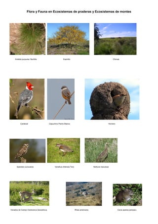 Flora y Fauna en Ecosistemas de praderas y Ecosistemas de montes
Aristida purpurea flechilla Espinillo Chircas
Cardenal Capuchino Pecho Blanco Hornero
Speotyto cunicularia Vanellus chilensis Tero Nothura maculosa
Venados de Campo Ozotocerus bezoarticus Rhea americana Cavia aperea pamparu
 