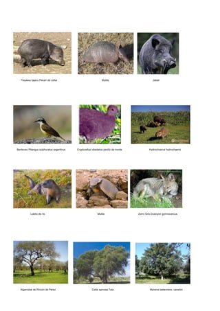 Tayassu tajacu Pecarí de collar Mulita Jabalí
Benteveo Pitangus sulphuratus argentinus Crypturellus obsoletus perdíz de monte Hydrochoerus hydrochaeris
Lobito de río Mulita Zorro Gris Dusicyon gymnocercus
Algarrobal de Rincón de Pérez Celtis spinosa Tala Myrsine laetevirens canelón
 
