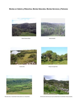 Montes en Galería y Ribereños, Montes Naturales, Montes Serranos y Palmares
Monte Serrano Minas Monte ribereño
monte nativo Bosque de algarrobos
Paso del Cerro, Tacuarembó Puente sobre el rio Tacuarembó Otro tipo de monte ralo es el que se desarrolla en los llamados mares de piedra
 