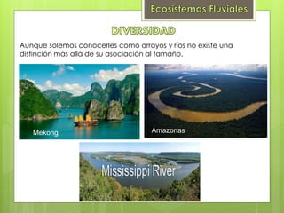 Aunque solemos conocerles como arroyos y ríos no existe una
distinción más allá de su asociación al tamaño.
Mekong Amazonas
 