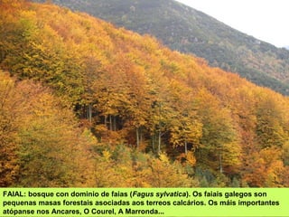 FAIAL: bosque con dominio de faias (Fagus sylvatica). Os faiais galegos son
pequenas masas forestais asociadas aos terreos calcários. Os máis importantes
atópanse nos Ancares, O Courel, A Marronda...
 
