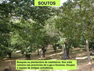SOUTOS
Bosques ou plantacións de castiñeiros. Son máis
comúns nas provincias de Lugo e Ourense. Ocupan
o espazo de antigas carballeiras.
 