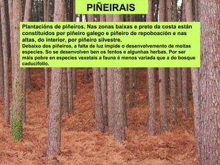 PIÑEIRAIS
Plantacións de piñeiros. Nas zonas baixas e preto da costa están
constituídos por piñeiro galego e piñeiro de repoboación e nas
altas, do interior, por piñeiro silvestre.
Debaixo dos piñeiros, a falta de luz impide o desenvolvemento de moitas
especies. So se desenvolven ben os fentos e algunhas herbas. Por ser
máis pobre en especies vexetais a fauna é menos variada que a do bosque
caducifolio.
 