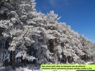 Nas zonas máis altas os bosques son de piñeiros
silvestres (Pinus sylvestris) porque resisten mellor o frío.
 