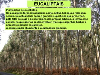EUCALIPTAIS
Plantacións de eucaliptos.
Os eucaliptos foron introducidos como cultivo hai pouco máis dun
século. Na actualidade cobren grandes superficies que presentan,
pola falta de auga e as secrecións das propias árbores, o terreo case
espido, no que apenas se desenvolven máis que algunhas herbas e
arbustos residuais resistentes.
A especie máis abundante é o Eucaliptus globulus.
 