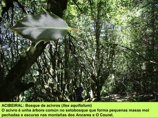 ACIBEIRAL: Bosque de acivros (Ilex aquifolium)
O acivro é unha árbore común no sotobosque que forma pequenas masas moi
pechadas e escuras nas montañas dos Ancares e O Courel.
 