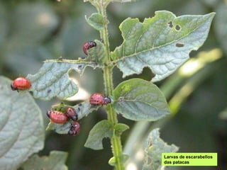 Larvas de escarabellos
das patacas
 