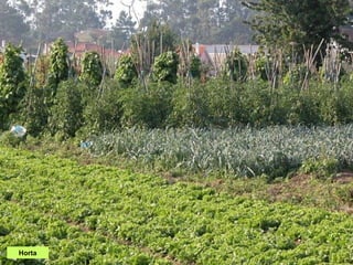 Horta
 