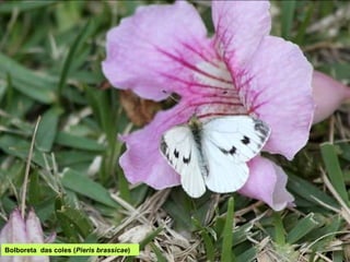 Bolboreta das coles (Pieris brassicae)
 