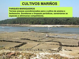 CULTIVOS MARIÑOS
PARQUES MARISQUEIROS
Terreos areosos acondicionados para o cultivo de ameixa e
berberecho. Sométense a limpezas periódicas, seméntanse as
especies e elimínanse competidores.
 
