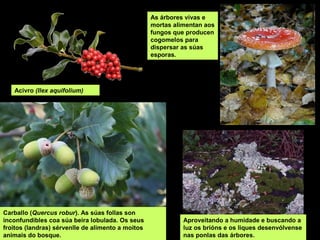 Acivro (Ilex aquifolium)
Carballo (Quercus robur). As súas follas son
inconfundibles coa súa beira lobulada. Os seus
froitos (landras) sérvenlle de alimento a moitos
animais do bosque.
As árbores vivas e
mortas alimentan aos
fungos que producen
cogomelos para
dispersar as súas
esporas.
Aproveitando a humidade e buscando a
luz os brións e os liques desenvólvense
nas ponlas das árbores.
 