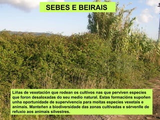 SEBES E BEIRAIS
Liñas de vexetación que rodean os cultivos nas que perviven especies
que foron desaloxadas do seu medio natural. Estas formacións supoñen
unha oportunidade de supervivencia para moitas especies vexetais e
animais. Manteñen a biodiversidade das zonas cultivadas e sérvenlle de
refuxio aos animais silvestres.
 