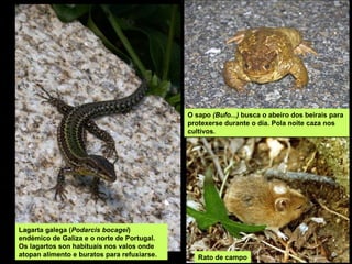 Lagarta galega (Podarcis bocagei)
endémico de Galiza e o norte de Portugal.
Os lagartos son habituais nos valos onde
atopan alimento e buratos para refuxiarse.
O sapo (Bufo...) busca o abeiro dos beirais para
protexerse durante o día. Pola noite caza nos
cultivos.
Rato de campo
 