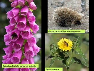 Estalotes (Digitalis purpurea) e abella
Cardo e mosca
Ourizo cacho (Erinaceus europaeus)
 