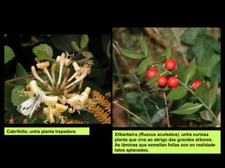 Xilbarbeira (Ruscus aculeatus), unha curiosa
planta que vive ao abrigo das grandes árbores.
As láminas que semellan follas son en realidade
talos aplanados.
Cabrifollo, unha planta trepadora
 