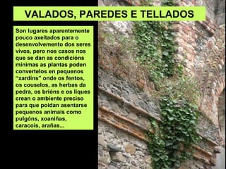 Son lugares aparentemente
pouco axeitados para o
desenvolvemento dos seres
vivos, pero nos casos nos
que se dan as condicións
mínimas as plantas poden
convertelos en pequenos
“xardíns” onde os fentos,
os couselos, as herbas da
pedra, os brións e os liques
crean o ambiente preciso
para que poidan asentarse
pequenos animais como
pulgóns, xoaniñas,
caracois, arañas...
VALADOS, PAREDES E TELLADOS
 