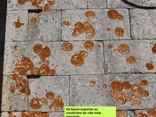 Os liques soportan as
condicións de vida máis
 