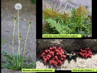 Unlla de gato (Sedum...)Mexacán (Taraxaccum officinale)
Fento dos valos (Polypodium vulgare)
 