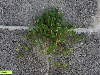 Oxalis
 