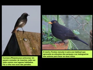 Curroxo (Phoenicurus ochruros). Un
paxaro comedor de insectos cada vez
máis común nos lugares habitados.
Fai o niño nos ocos das paredes.
O merlo (Turdus merula) é outra ave habitual que
aproveita os arbustos dos parques e as matogueiras
dos solares para facer os seus niños.
 