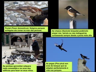 Pardal (Paser domesticus). Nalgúns parques
achégase ata comer na man das persoas. Ao chasco (Saxicola torquata) podémolo
atopar nos beirais ou nas matogueiras
curioseando sempre desde a ponla máis alta.
As pombas aproveitan calquera
resto comestíble e os ocos dos
edificios para facer os seus niños.
As pegas (Pica pica) son
aves do bosque que se
adaptan perfectamente á
vida nos parques.
 