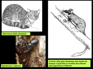 O leirón (Glis glis) aliméntase dos froitos do
bosque e aproveita os furados das árbores
para agocharse e hibernar.
Gato bravo (Felix silvestris)
Bacalouras e véporas
 