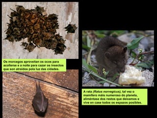 A rata (Ratus norvegicus), tal vez o
mamífero máis numeroso do planeta,
aliméntase dos restos que deixamos e
vive en case todos os espazos posibles.
Os morcegos aproveitan os ocos para
acollerse e a noite para cazar os insectos
que son atraídos pola luz das cidades.
 