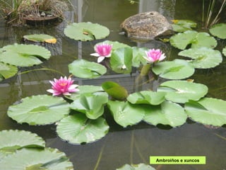 Ambroíños e xuncos
 