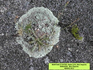 MONTAXE E FOTOS: Adela Leiro, Mon Daporta
DEBUXOS: Mon Daporta
MARZO 2013
 