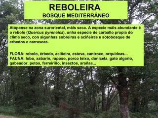 REBOLEIRA
BOSQUE MEDITERRÁNEO
Atópanse na zona suroriental, máis seca. A especie máis abundante é
o rebolo (Quercus pyrenaica), unha especie de carballo propia do
clima seco, con algunhas sobreiras e aciñeiras e sotobosque de
erbedos e carrascas.
FLORA: rebolo, érbedo, aciñeira, esteva, cantroxo, orquídeas...
FAUNA: lobo, xabarín, raposo, porco teixo, donicela, gato algario,
gabeador, petos, ferreiriño, insectos, arañas...
 