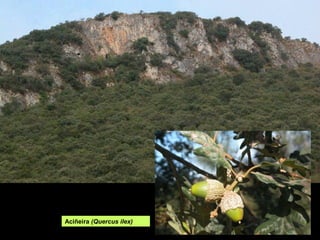 Aciñeira (Quercus ilex)
 