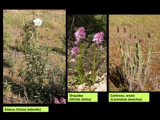 Orquídea
(Orchis italica)
Esteva (Cistus ladanifer)
Cantroxo, arzaia
(Lavandula stoechas)
 