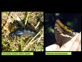 Escarabello aceiteiro (Meloe majalis) Bolboreta (Charases jasius)
 