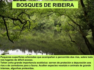Pequenas superficies arboradas que acompañan o percorrido dos ríos, sobre todo
nos lugares de dificil acceso.
Teñen unha grande importancia ecolóxica: serven de proteción e depuración aos
ríos e de corredores para a fauna. Acollen especies vexetais e animais de grande
interese, algunhas protexidas.
BOSQUES DE RIBEIRA
 