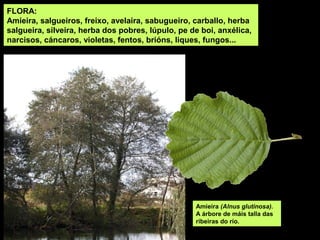 FLORA:
Amieira, salgueiros, freixo, avelaira, sabugueiro, carballo, herba
salgueira, silveira, herba dos pobres, lúpulo, pe de boi, anxélica,
narcisos, cáncaros, violetas, fentos, brións, liques, fungos...
Amieira (Alnus glutinosa).
A árbore de máis talla das
ribeiras do río.
 