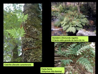 Dentabrú (Osmunda regalis).
O fento máis grande da beira do río
Cabriña (Davalia canariensis)
Fento femia
(Athyrium filis-femina)
 