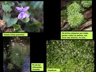 Os brións atópanse por todas
partes: sobre as pedras, nos
toros das árbores, no solo…
Pé de boi
(Oenanthe
crocata) Hepáticas
Violeta (Viola palustris)
 