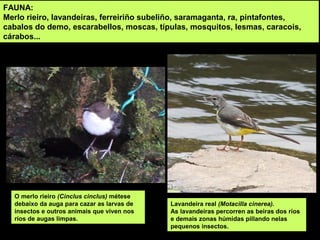 FAUNA:
Merlo rieiro, lavandeiras, ferreiriño subeliño, saramaganta, ra, pintafontes,
cabalos do demo, escarabellos, moscas, típulas, mosquitos, lesmas, caracois,
cárabos...
O merlo rieiro (Cinclus cinclus) métese
debaixo da auga para cazar as larvas de
insectos e outros animais que viven nos
ríos de augas limpas.
Lavandeira real (Motacilla cinerea).
As lavandeiras percorren as beiras dos ríos
e demais zonas húmidas pillando nelas
pequenos insectos.
 