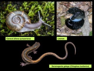 Caracol (Elona quinperiana)
Saramaganta galega (Chioglosa lusitanica)
Lesmas
 