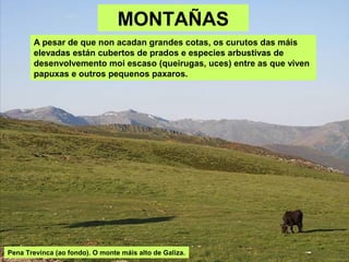 MONTAÑAS
A pesar de que non acadan grandes cotas, os curutos das máis
elevadas están cubertos de prados e especies arbustivas de
desenvolvemento moi escaso (queirugas, uces) entre as que viven
papuxas e outros pequenos paxaros.
Pena Trevinca (ao fondo). O monte máis alto de Galiza.
 