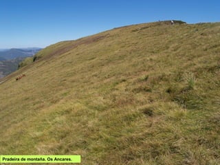 Pradeira de montaña. Os Ancares.
 
