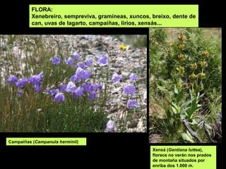 FLORA:
Xenebreiro, sempreviva, gramíneas, xuncos, breixo, dente de
can, uvas de lagarto, campaíñas, lirios, xensás...
Xensá (Gentiana luttea),
florece no verán nos prados
de montaña situados por
enriba dos 1.000 m.
Campaíñas (Campanula herminii)
 