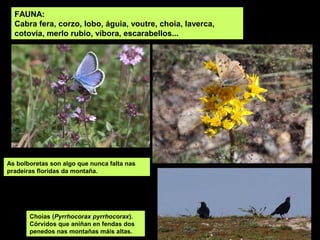 FAUNA:
Cabra fera, corzo, lobo, águia, voutre, choia, laverca,
cotovía, merlo rubio, víbora, escarabellos...
As bolboretas son algo que nunca falta nas
pradeiras floridas da montaña.
Choias (Pyrrhocorax pyrrhocorax).
Córvidos que aniñan en fendas dos
penedos nas montañas máis altas.
 