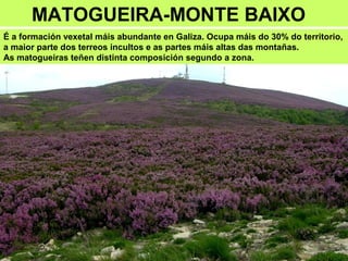 MATOGUEIRA-MONTE BAIXO
É a formación vexetal máis abundante en Galiza. Ocupa máis do 30% do territorio,
a maior parte dos terreos incultos e as partes máis altas das montañas.
As matogueiras teñen distinta composición segundo a zona.
 